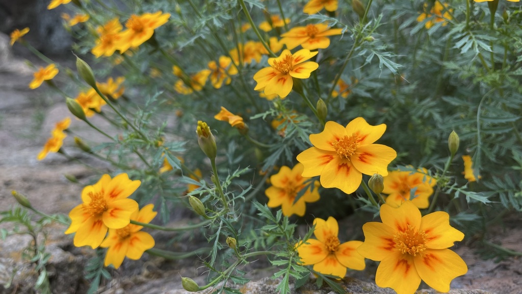 Tagetes lunulata ©hailenugc